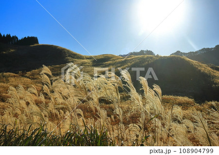 【兵庫県】砥峰高原のススキ 【兵庫県】砥峰高原のススキ 108904799