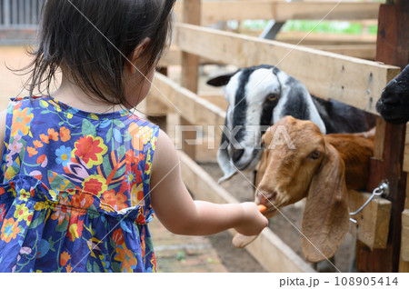 動物にエサをやる子供の後ろ姿 動物にエサをやる子供の後ろ姿 108905414