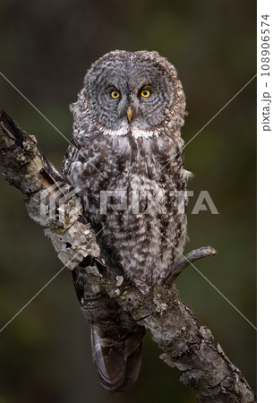 Great Grey Owl in Canada  108906574