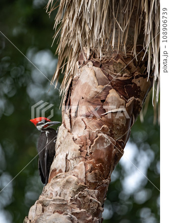 Pileated Woodpecker Nest in Everglades National Park, Florida  108906739