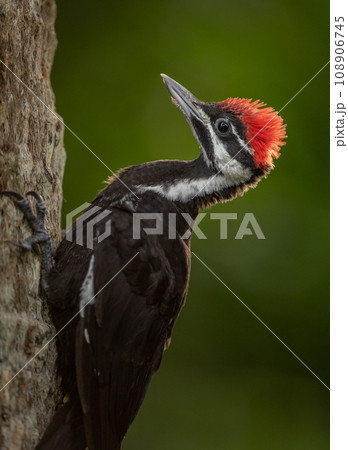 Pileated Woodpecker Nest in Everglades National Park, Florida  108906745