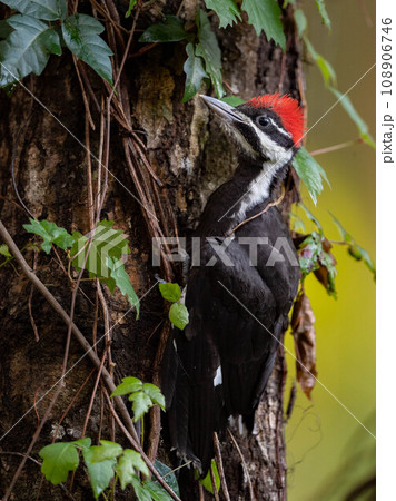Pileated Woodpecker Nest in Everglades National Park, Florida Pileated Woodpecker Nest in Everglades National Park, Florida 108906746