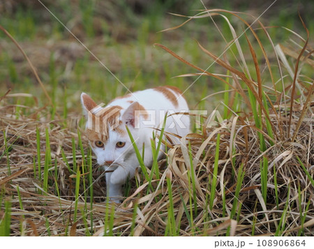 公園を走り回る可愛いネコ 公園を走り回る可愛いネコ 108906864