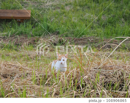 公園を走り回る可愛いネコ 108906865