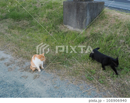 公園を走り回る可愛いネコ 公園を走り回る可愛いネコ 108906940
