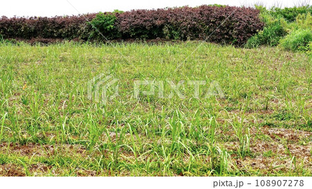 沖縄県津堅島の収穫後のニンジン畑 108907278