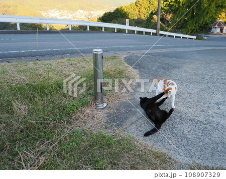 公園でじゃれ合うネコ 108907329