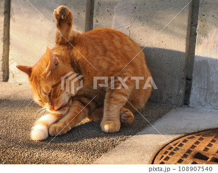 秋の夕暮れ時にくつろぐ猫 秋の夕暮れ時にくつろぐ猫 108907540