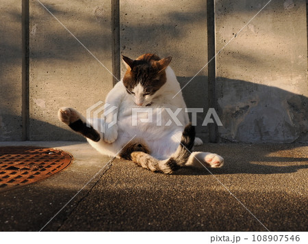 秋の夕暮れ時にくつろぐ猫 秋の夕暮れ時にくつろぐ猫 108907546