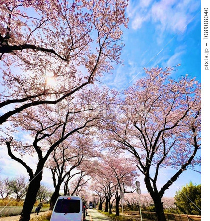 瀬谷区海軍道路の桜 108908040