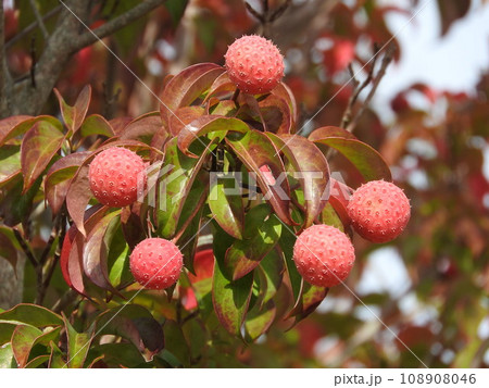 ヤマボウシの果実 ヤマボウシの果実 108908046