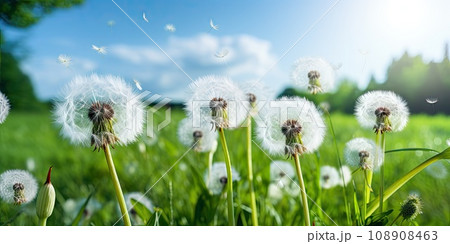 Fluffy Dandelion on a Green Meadow, Soft White Balls 108908463