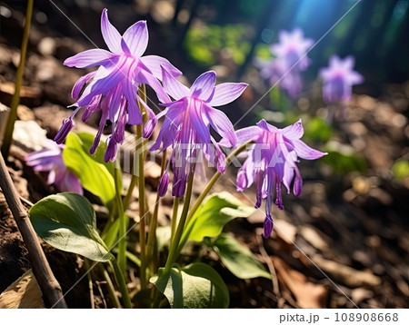 Blooming Lilac Erythronium Outdoors 108908668