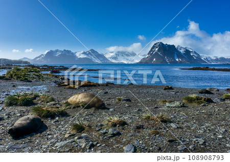 サウスジョージア島　プライオン島　ナンキョクオットセイ 108908793