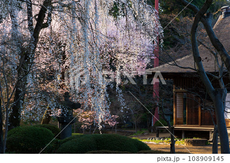 小江戸川越の春　喜多院（紅葉山庭園）の桜　家光公お手植え桜 108909145