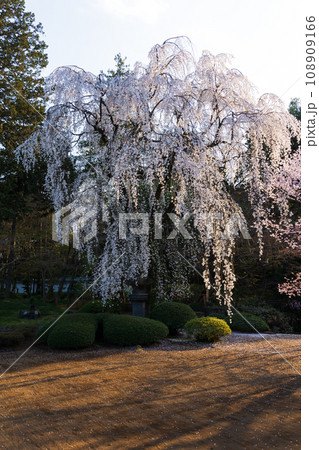 小江戸川越の春　喜多院（紅葉山庭園）の桜　家光公お手植え桜 108909166