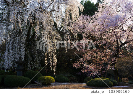 小江戸川越の春 喜多院(紅葉山庭園)の桜 小江戸川越の春 喜多院(紅葉山庭園)の桜 108909169