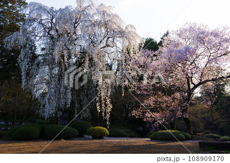 小江戸川越の春 喜多院(紅葉山庭園)の桜 小江戸川越の春 喜多院(紅葉山庭園)の桜 108909170