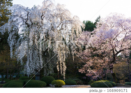 小江戸川越の春　喜多院（紅葉山庭園）の桜 108909171