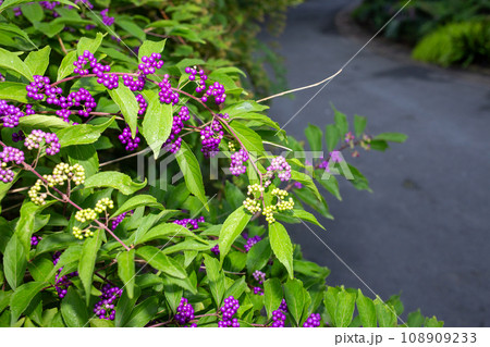 Beautyberries, a bush with purple berries and green leaves 108909233