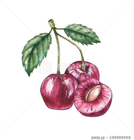 Watercolor cherry berry isolated 108909408