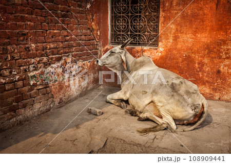Indian cow in the street of India - cow is considered a sacred animal in India 108909441