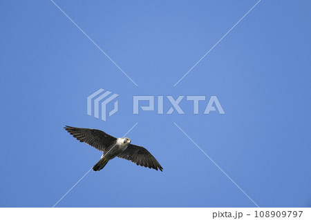 ハヤブサ 108909797