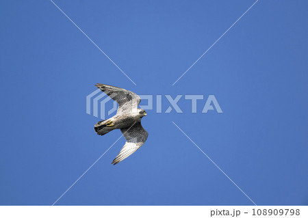 ハヤブサ 108909798