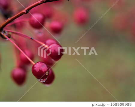 雨の11月に実った赤いズミ（酸実）の実 108909989