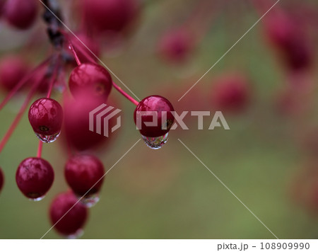 雨の11月に実った赤いズミ（酸実）の実 108909990