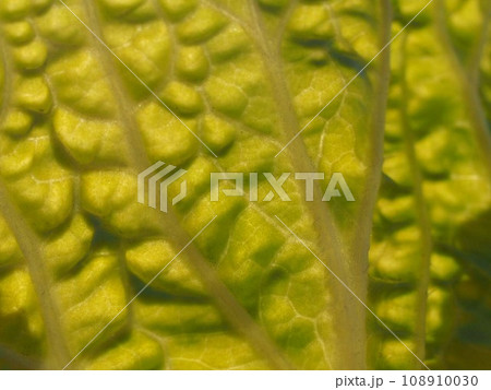 ハクサイの葉のテクスチャー 108910030