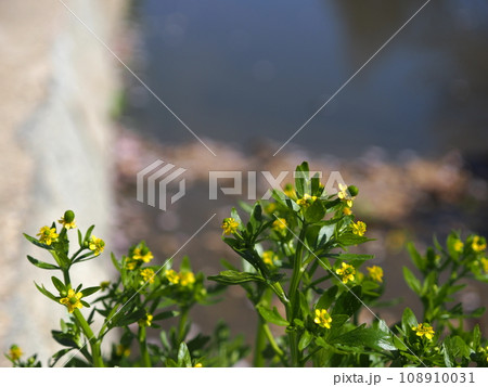 キツネノボタンの花 108910031