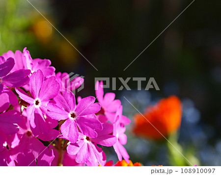ニホンサクラソウの花とコピースペース 108910097