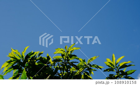 Leaves and blue sky during the day 108910158