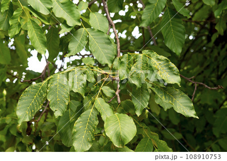 walnut tree affected by walnut gall or wart mite walnut tree affected by walnut gall or wart mite 108910753