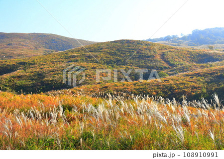 【山口県】秋の秋吉台（カルスト地形） 108910991