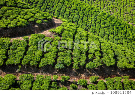 Kerala India travel background - green tea plantations in Munnar, Kerala, India - tourist attraction Kerala India travel background - green tea plantations in Munnar, Kerala, India - tourist attraction 108911504