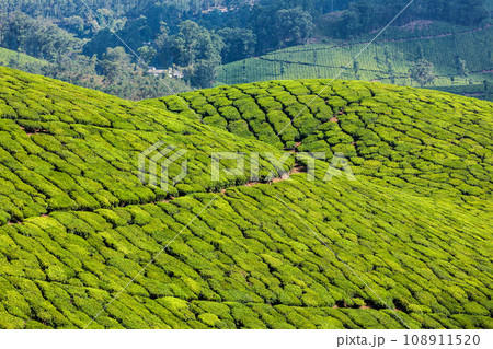 Kerala India travel background - green tea plantations in Munnar, Kerala, India - tourist attraction Kerala India travel background - green tea plantations in Munnar, Kerala, India - tourist attraction 108911520