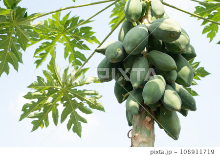 実がたくさんのパパイヤの木 108911719