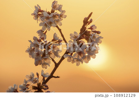 朝焼け色と朝日に映える桜の花 108912129