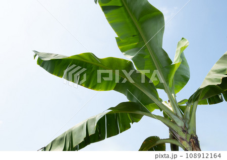 台湾バナナと青空 108912164
