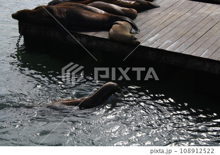 Sea seals lie on Pier 39 in San Francisco in sunny weather, USA 108912522