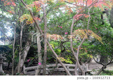 伊丹昆陽寺境内の弁天堂に架かる石橋と紅葉 108912713