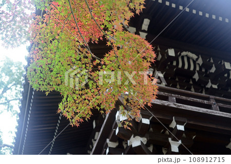 伊丹昆陽寺鐘楼と紅葉-6 108912715