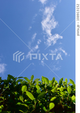 beautiful blue sky and white fluffy cloud with green leaf of tree in the morning, natural background 108913152