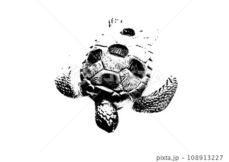 black silhouette of turtle isolated on white background, reptile animal black silhouette of turtle isolated on white background, reptile animal 108913227