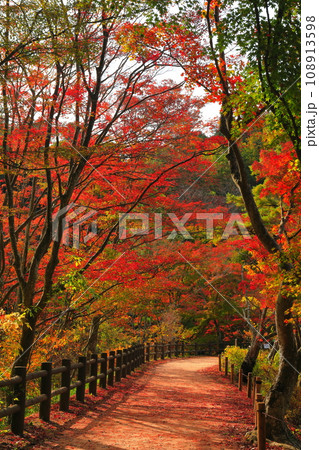 【兵庫県】神戸市立森林植物公園 もみじ坂の紅葉 【兵庫県】神戸市立森林植物公園 もみじ坂の紅葉 108913598