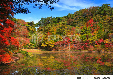【兵庫県】神戸市立森林植物公園　長谷池の紅葉 108913620