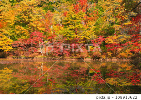 【兵庫県】神戸市立森林植物公園　長谷池の紅葉 108913622