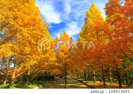 【兵庫県】紅葉した神戸市立森林植物公園のメタセコイア並木 108913645